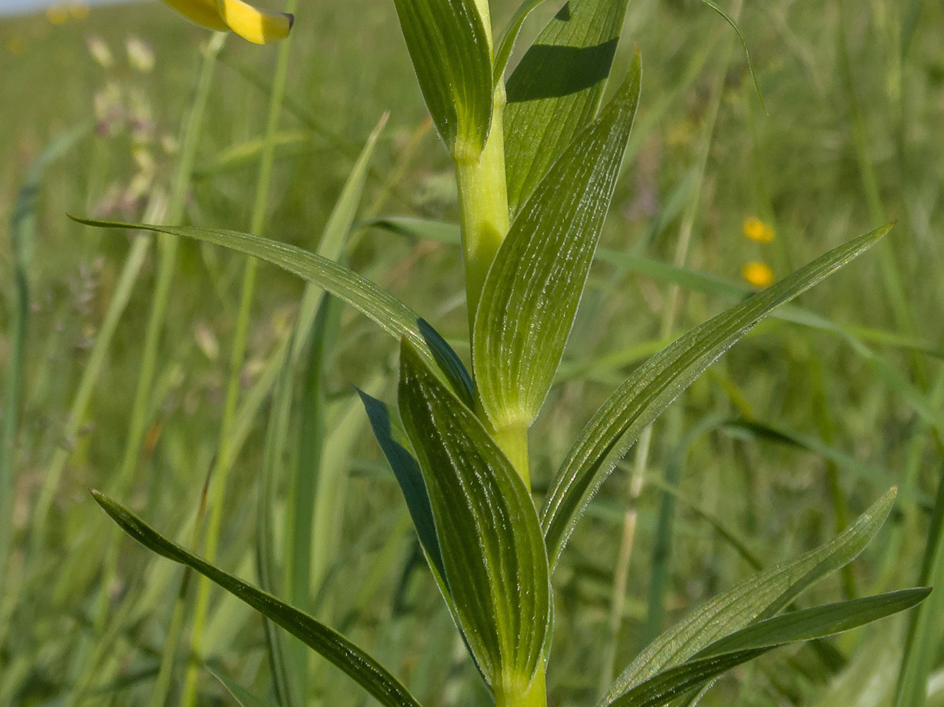 Image of Lilium monadelphum specimen.