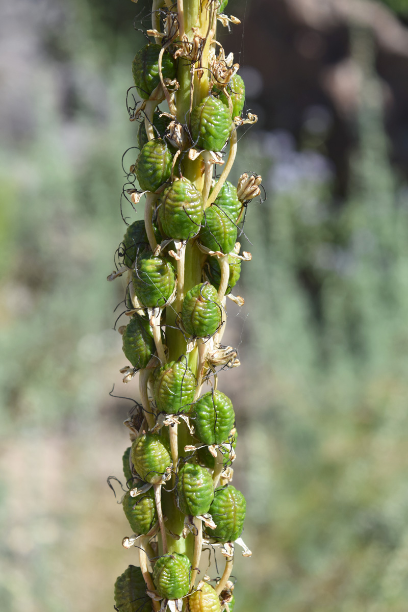 Image of Eremurus regelii specimen.