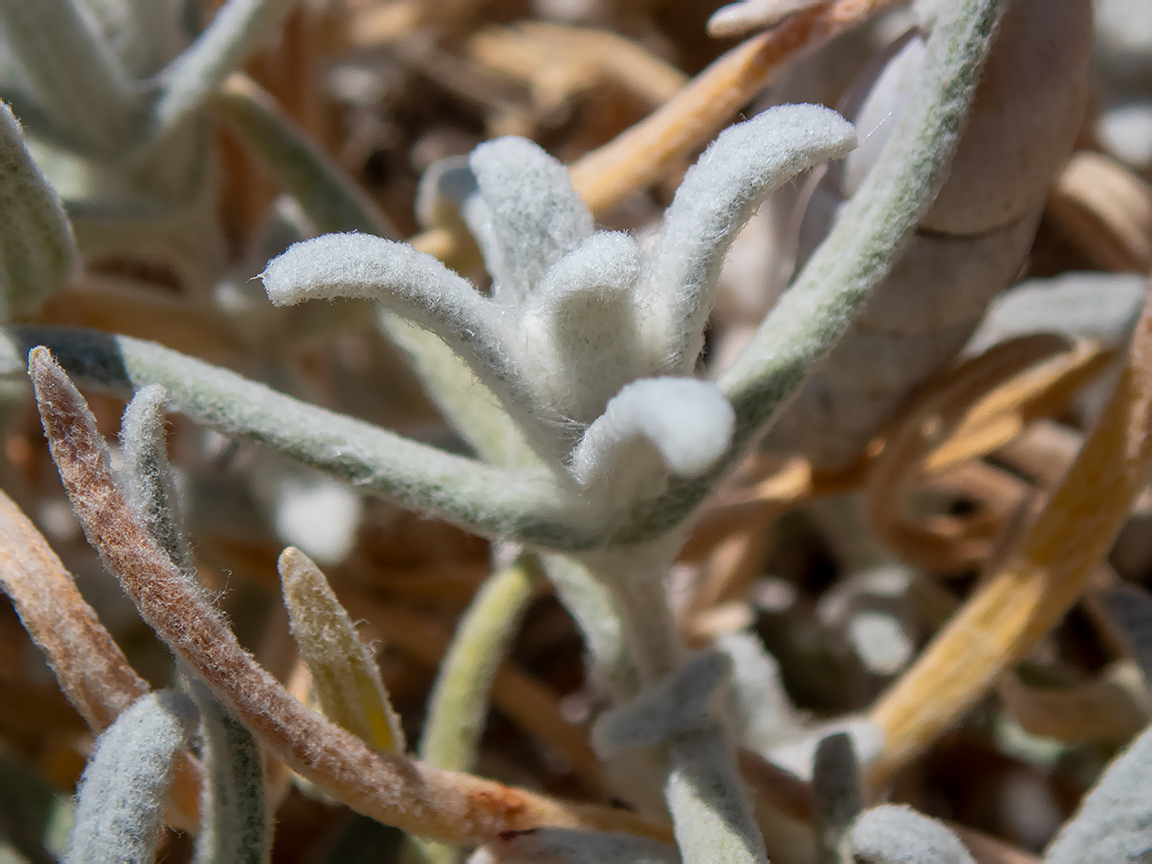 Image of Cerastium biebersteinii specimen.