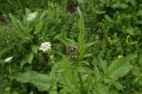 Cephalaria gigantea. Верхушка бутонизирующего растения. Чечня, Шаройский р-н, с. Хакмадой, выс. ок. 1650 м н.у.м., луг в 200 м от минерального источника. 2 июля 2024 г.