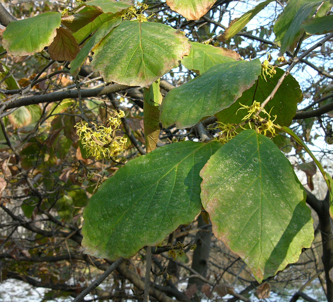 Изображение особи Hamamelis virginiana.