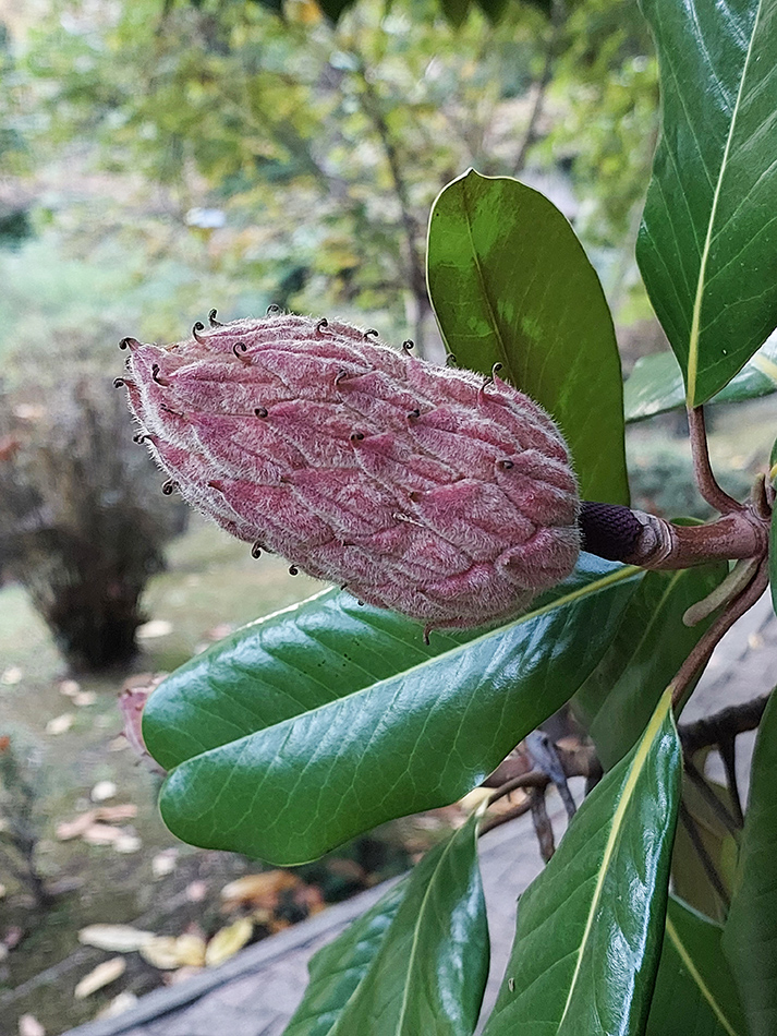 Изображение особи Magnolia grandiflora.