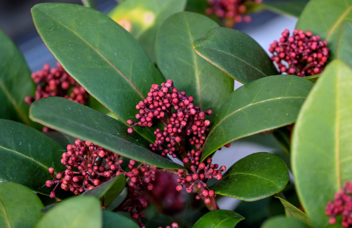 Image of Skimmia japonica specimen.