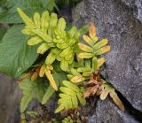 View full-size image Polypodium cambricum