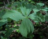 Смотреть изображение Paris quadrifolia