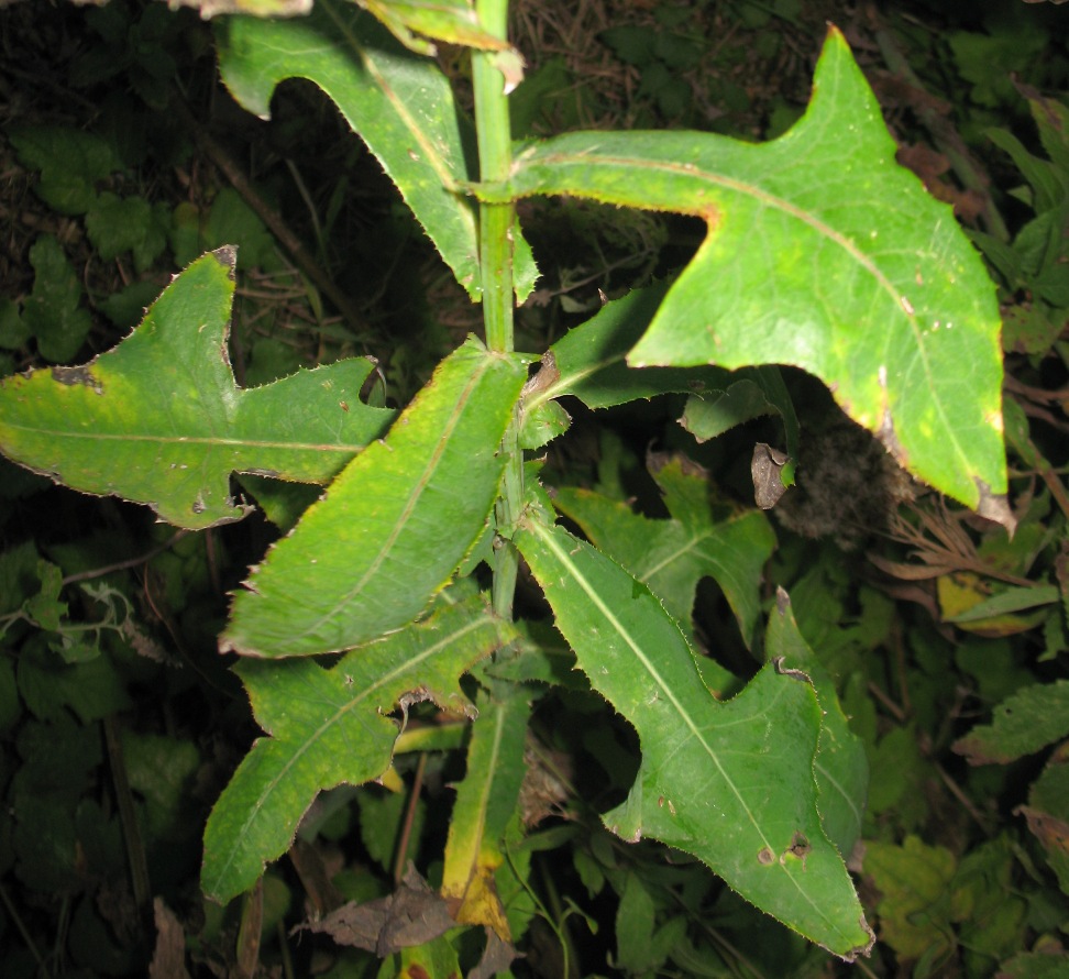 Image of Sonchus palustris specimen.