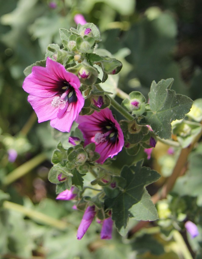 Image of Malva arborea specimen.