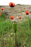 Papaver stevenianum. Плод. Крым, Балаклава, приморский склон. 1 мая 2011 г.