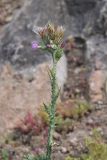 View full-size image Carduus pycnocephalus