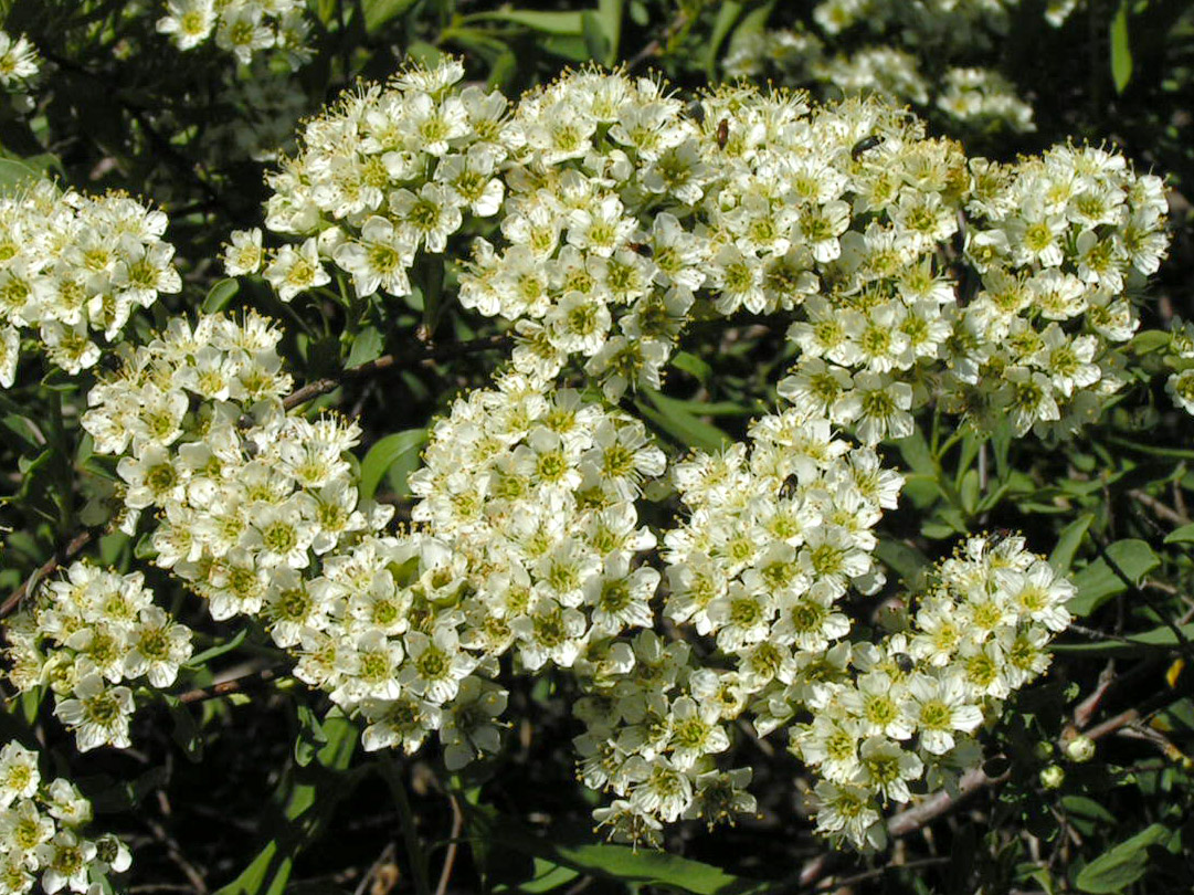 Image of Spiraea litwinowii specimen.