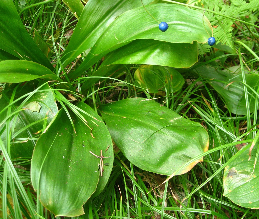 Изображение особи Clintonia udensis.