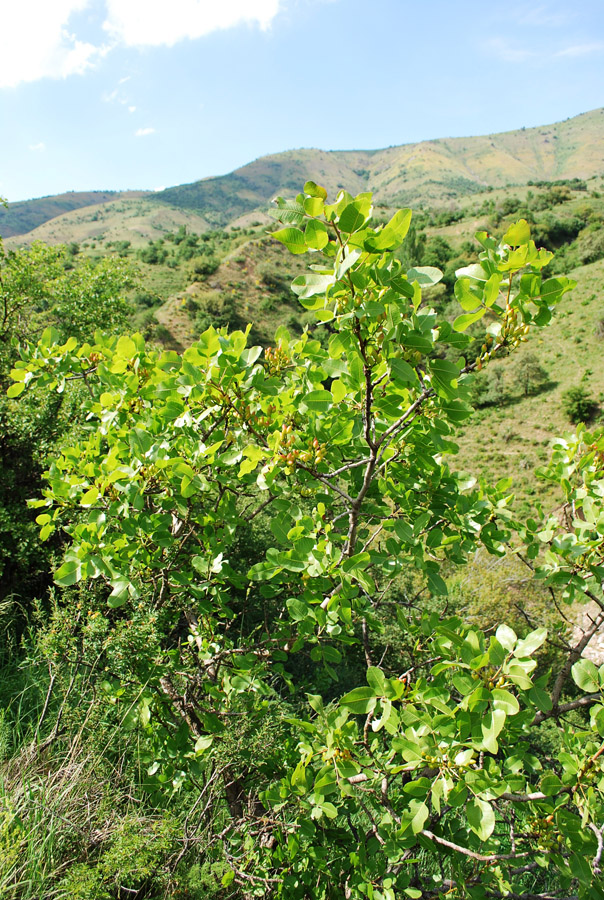 Image of Pistacia vera specimen.