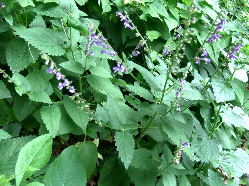 Image of Scutellaria altissima specimen.