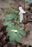 Corydalis solida