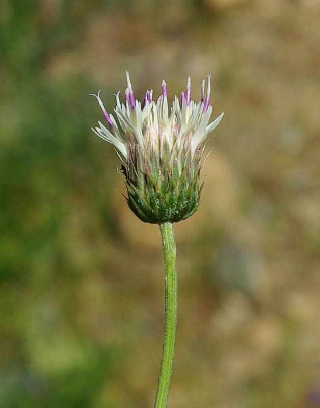 Image of Jurinea suffruticosa specimen.