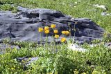 Trollius altaicus