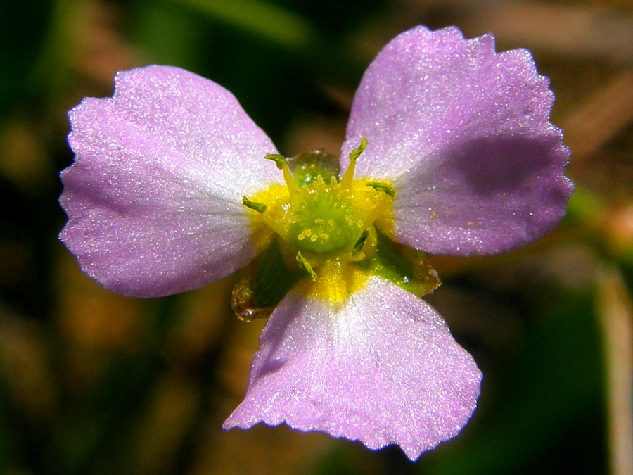 Image of Alisma lanceolatum specimen.