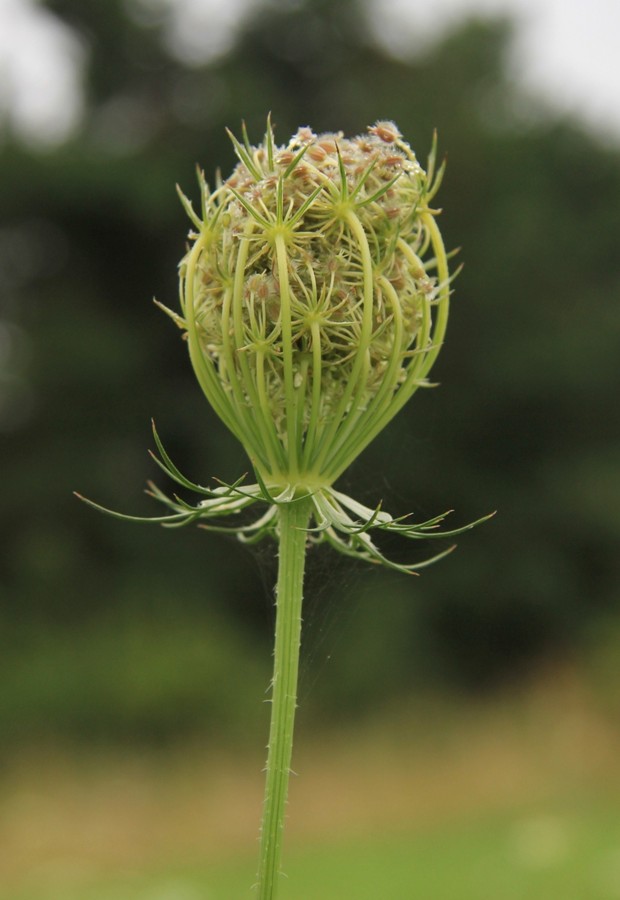 Изображение особи Daucus carota.