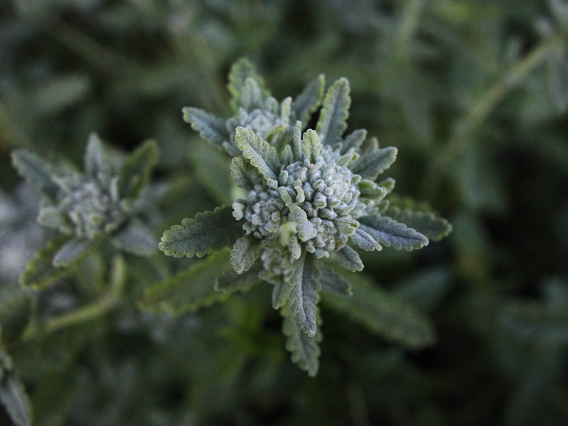 Image of Teucrium capitatum specimen.