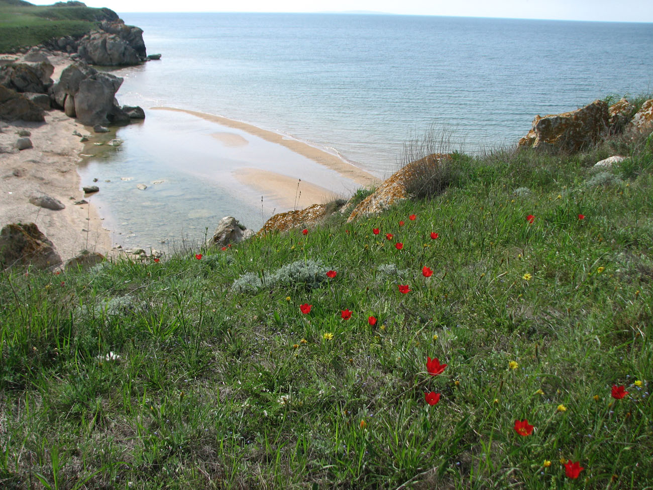 Image of Tulipa suaveolens specimen.