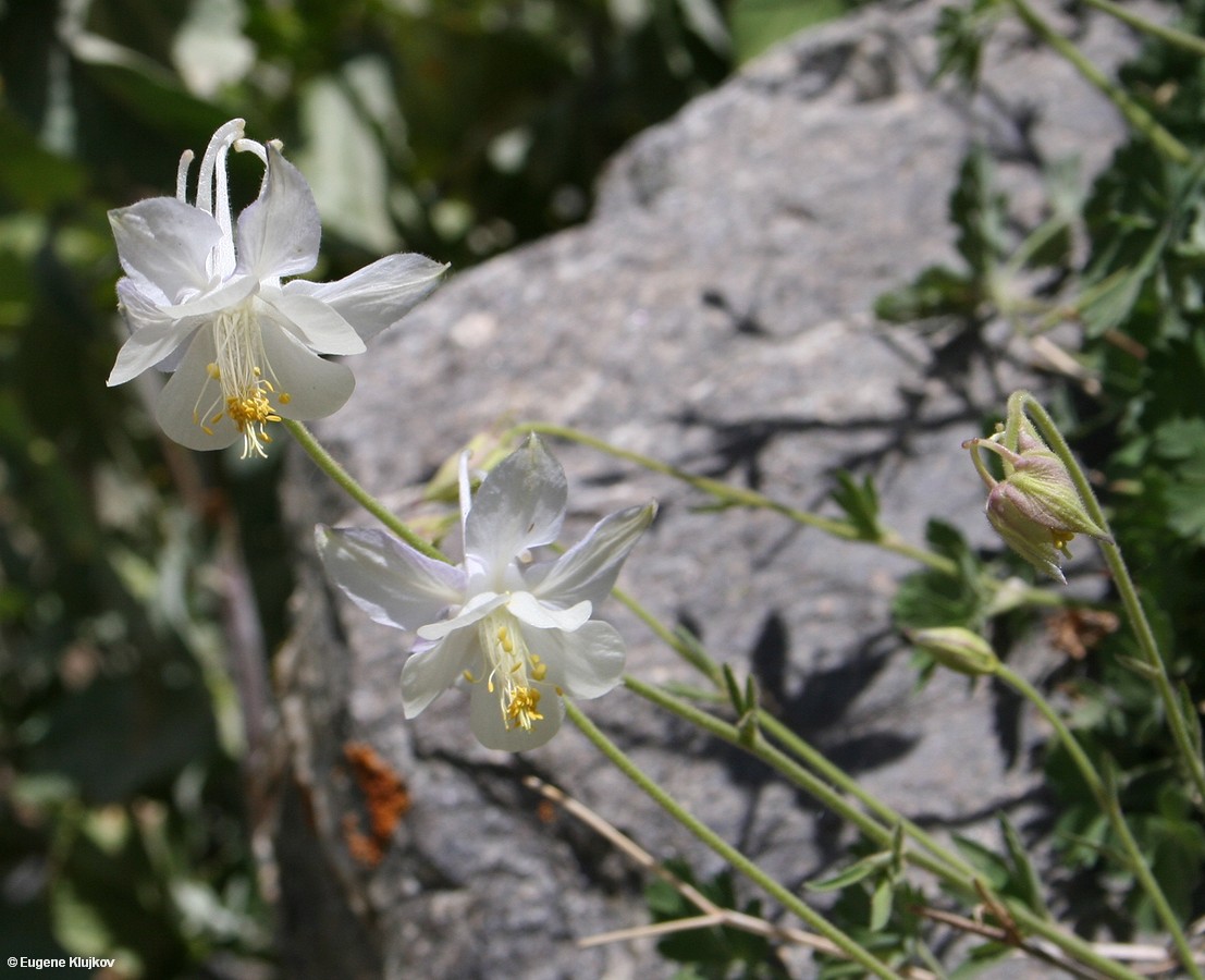 Изображение особи Aquilegia vicaria.