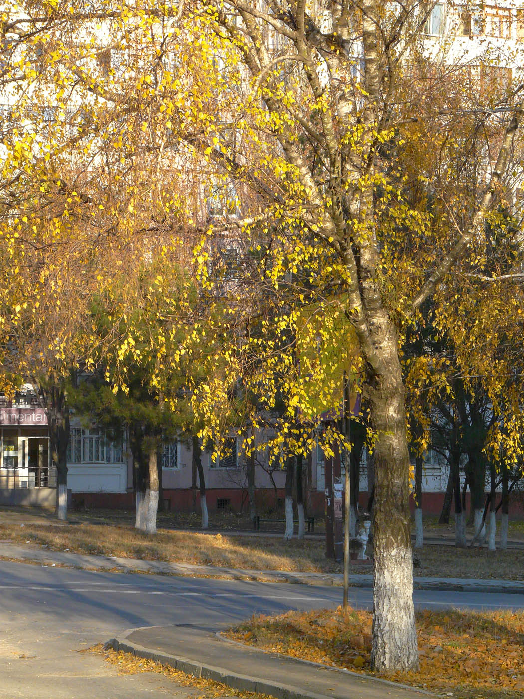 Image of Betula pendula specimen.