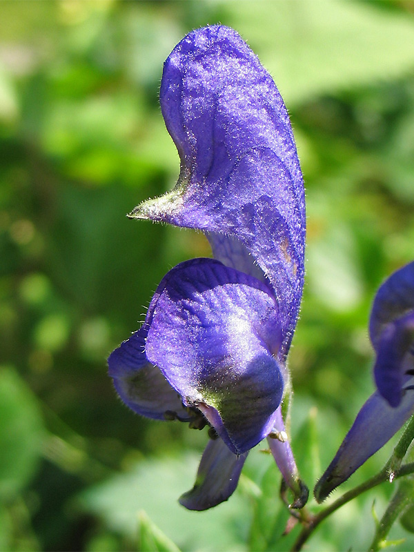 Image of Aconitum degenii specimen.