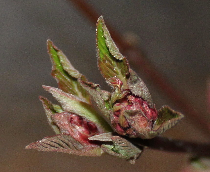 Image of Viburnum &times; bodnantense specimen.