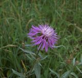 Centaurea jacea. Соцветие. Курская обл., г. Железногорск. 12 июля 2007 г.