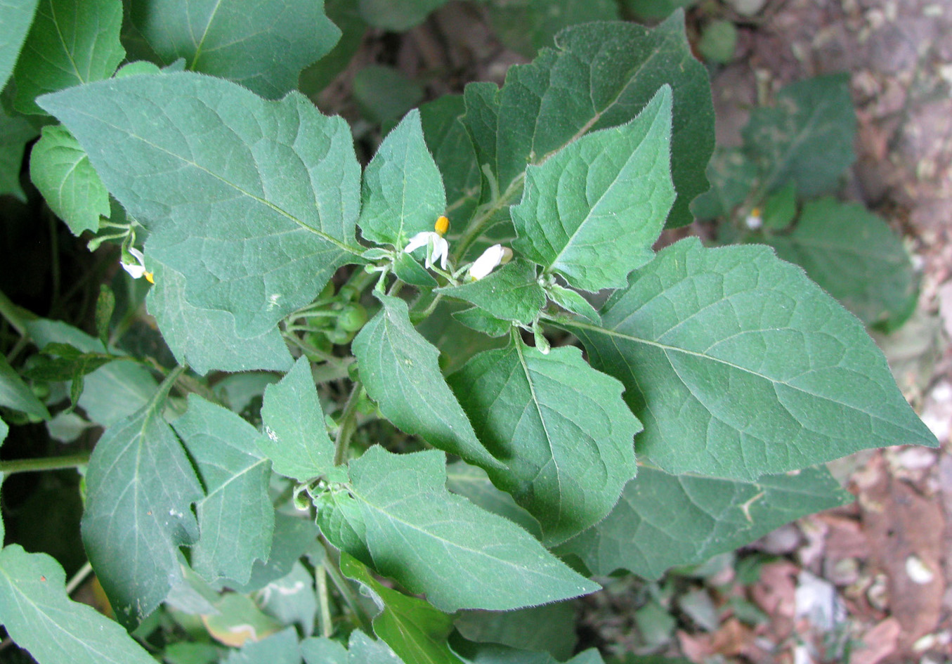 Image of Solanum nigrum ssp. schultesii specimen.