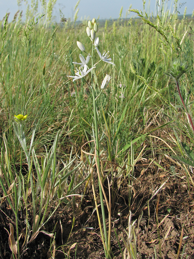 Изображение особи Ornithogalum fischerianum.