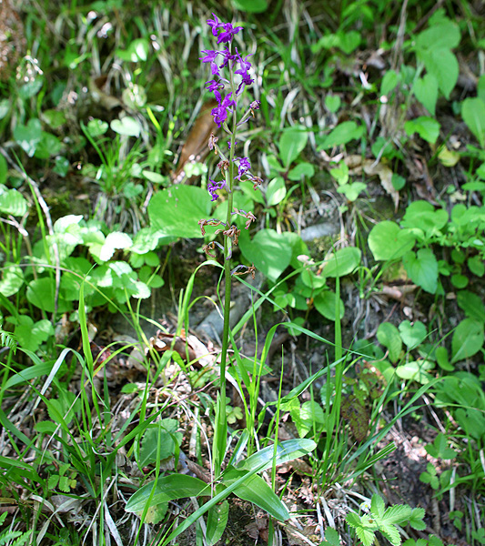 Image of Orchis mascula specimen.