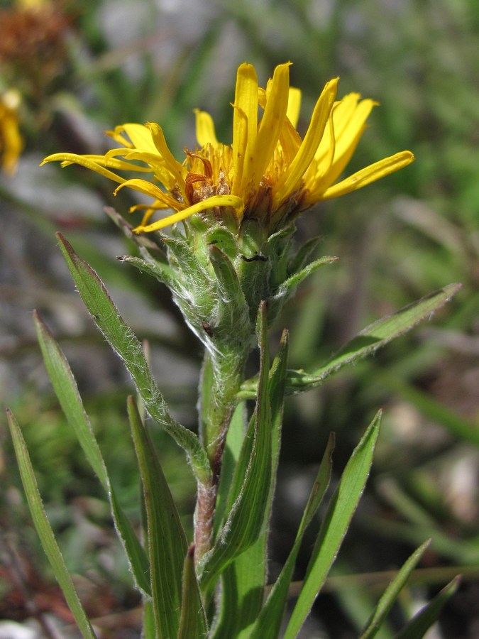 Image of Inula ensifolia specimen.