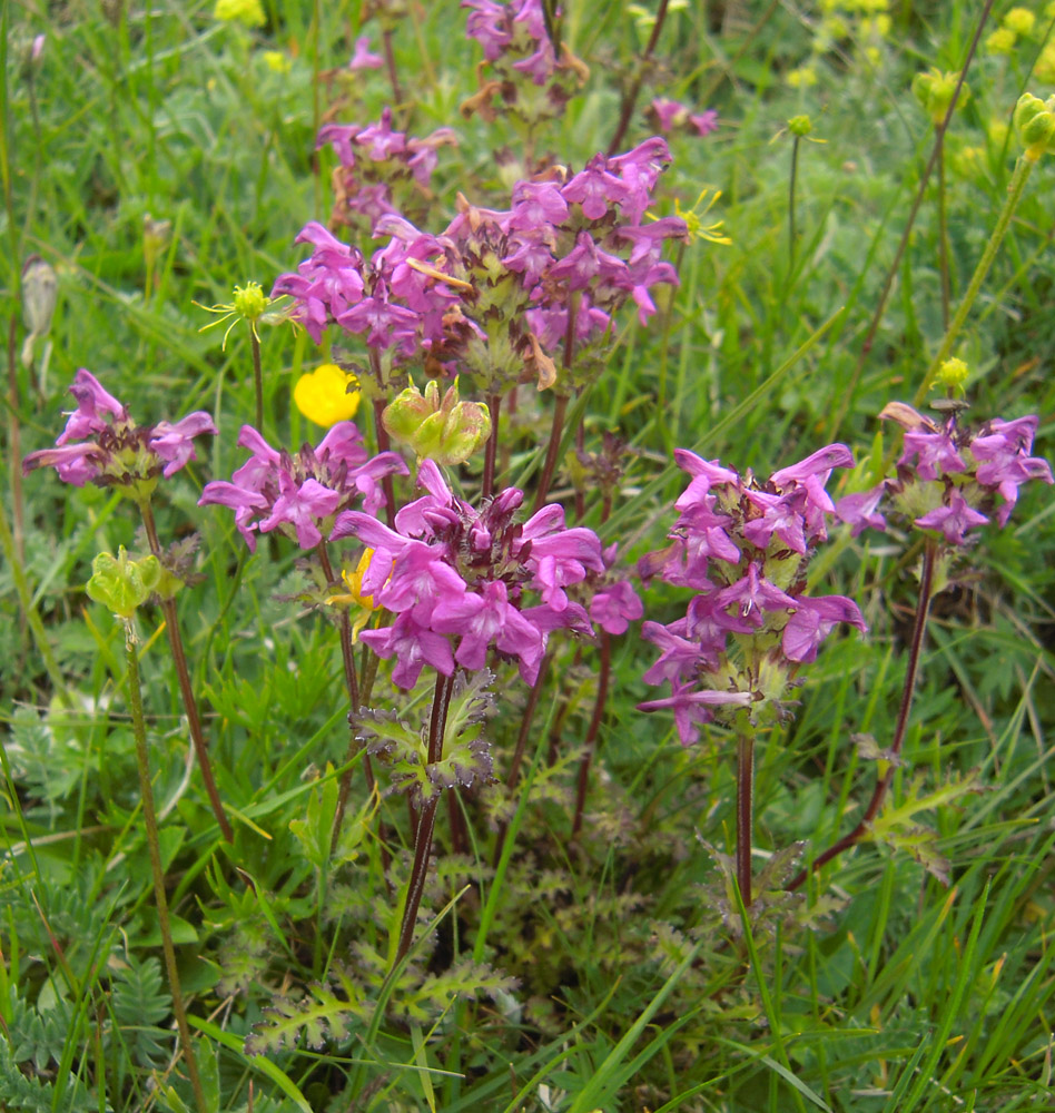 Image of Pedicularis crassirostris specimen.