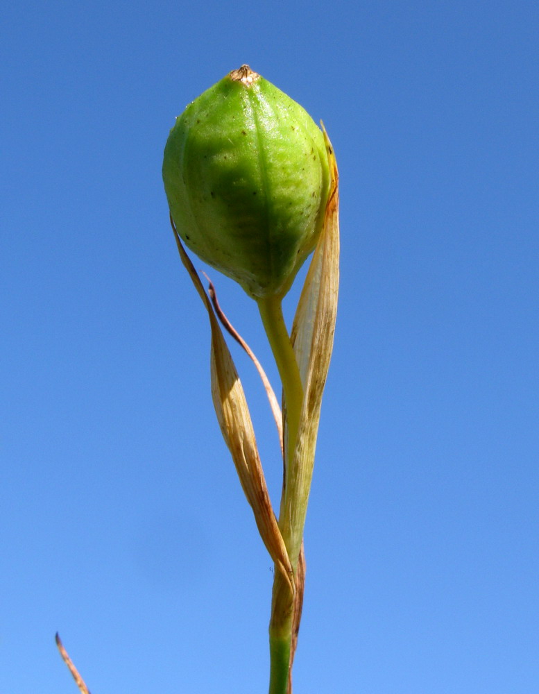 Изображение особи Iris ruthenica.