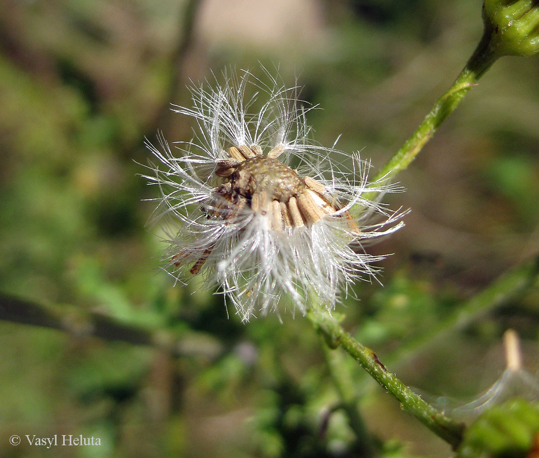 Image of Senecio jacobaea specimen.