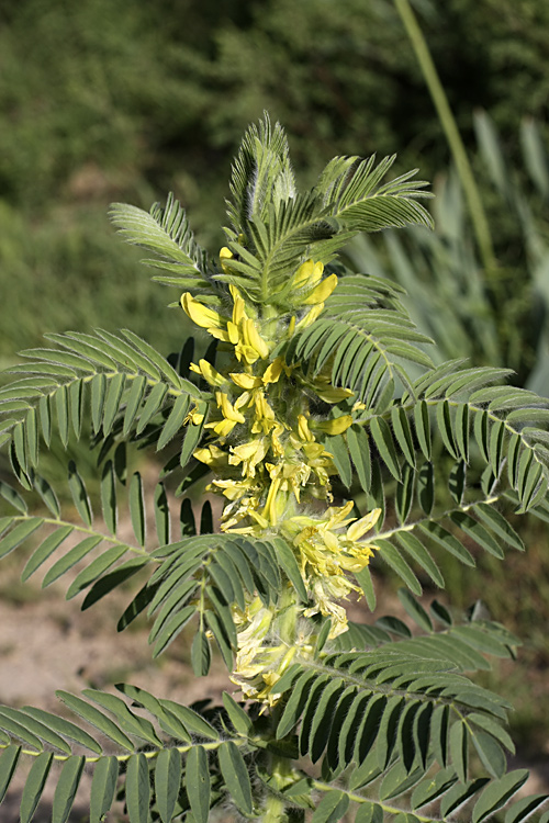 Image of Astragalus sieversianus specimen.