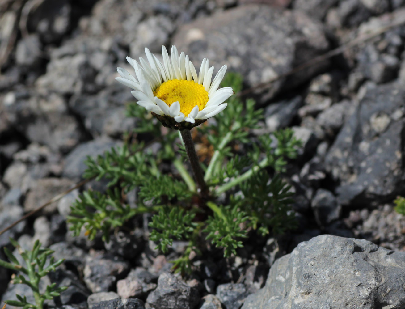 Image of Anthemis iberica specimen.