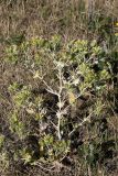 Cousinia syrdarjensis. Цветущее растение. Южный Казахстан, нижний Боролдай, 2 км выше пос. Коктюбе. 02.06.2012.