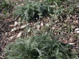 Tanacetum kittaryanum. Зацветающее растение (повторное цветение). Башкирия, Ишимбайский р-н, шихан Торатау (гора Тра-тау), на элювии известняка. 07.10.2012.