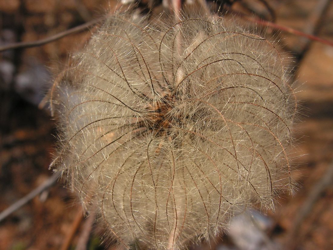 Image of Atragene ochotensis specimen.