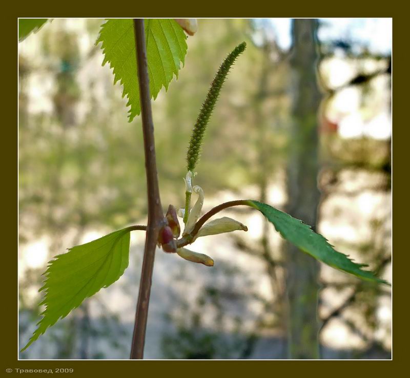 Изображение особи Betula pendula.