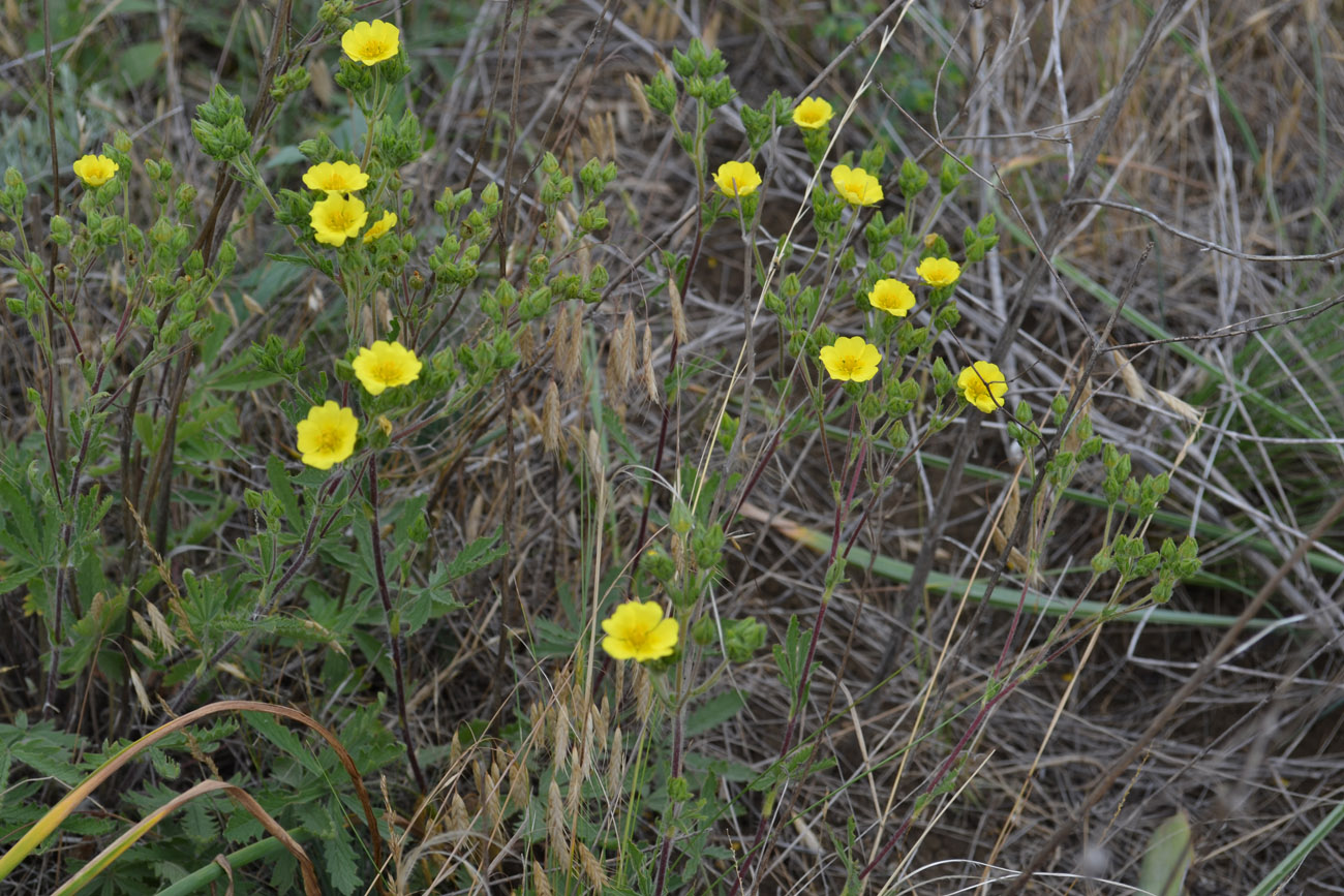 Изображение особи Potentilla recta.