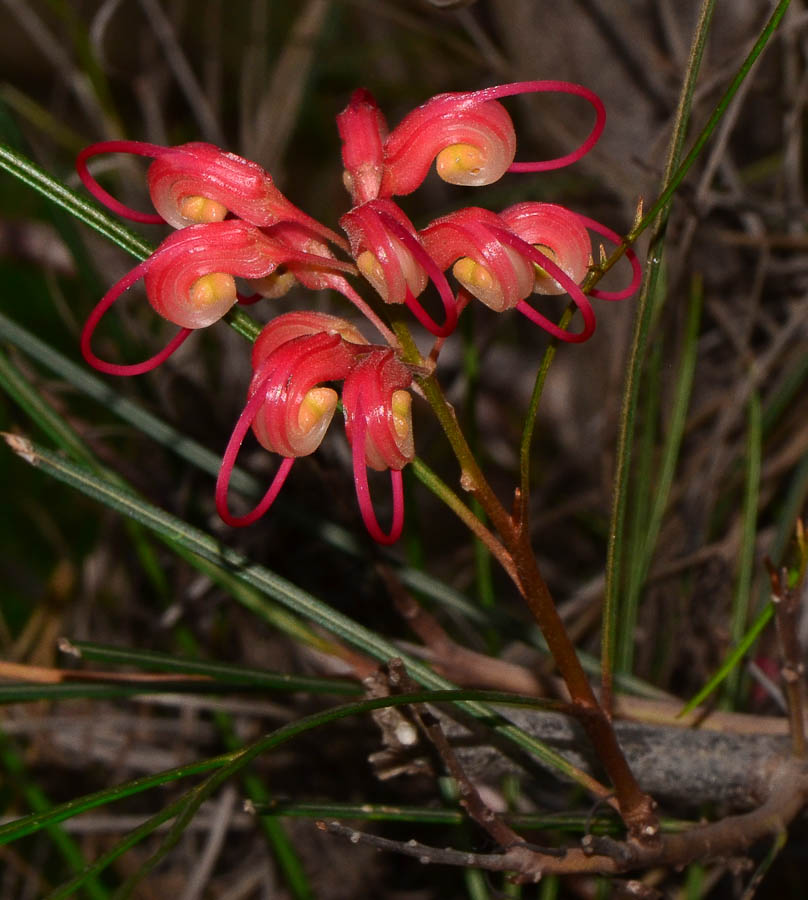 Изображение особи Grevillea longistyla.