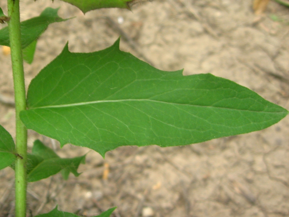 Image of genus Hieracium specimen.