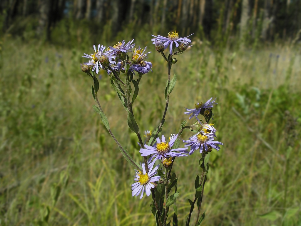 Image of Aster amellus specimen.