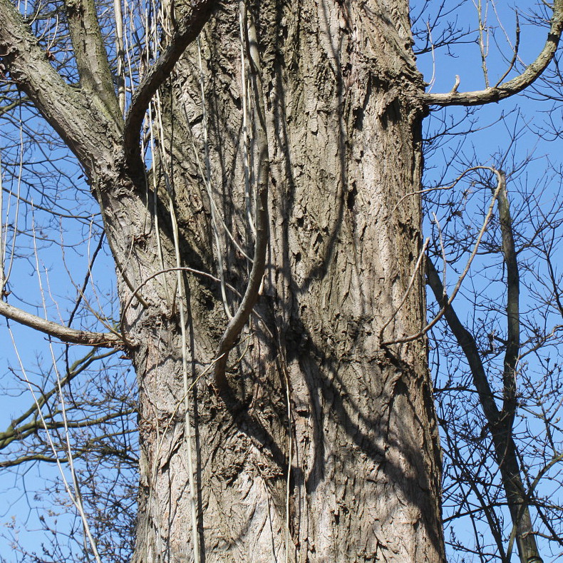 Image of Populus italica specimen.