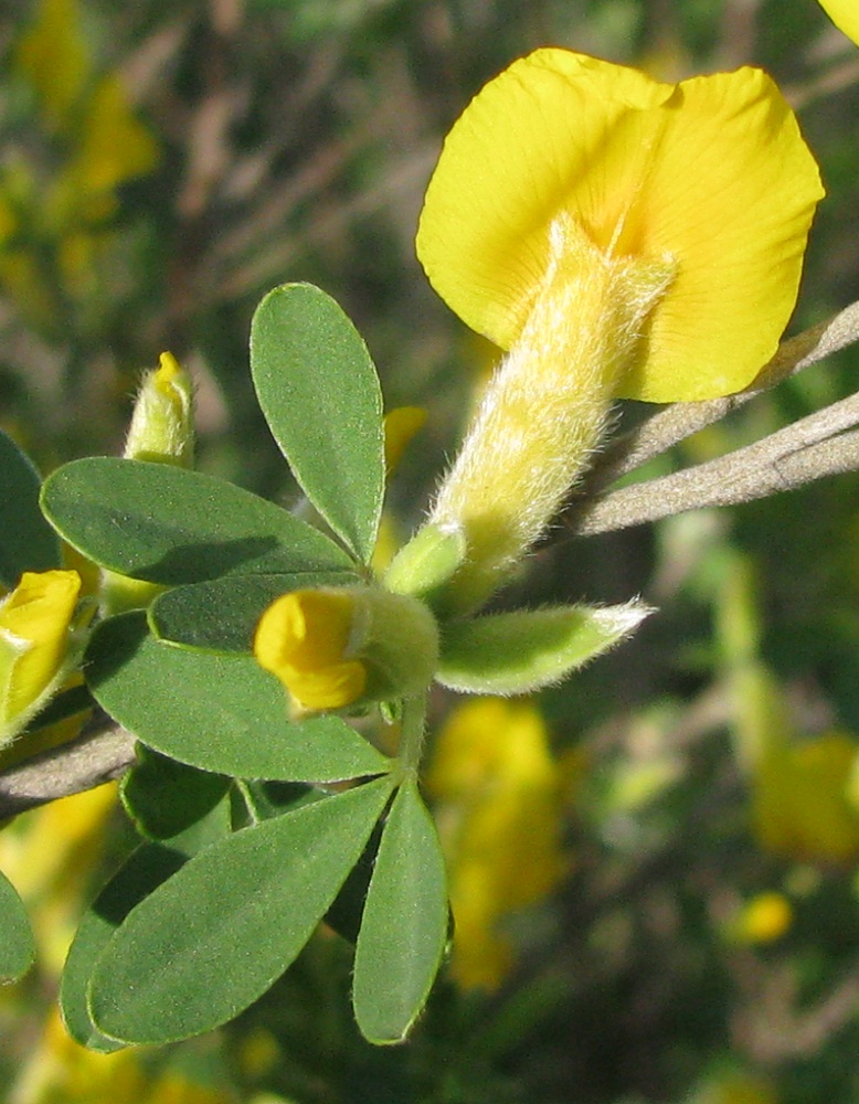 Изображение особи Chamaecytisus colchicus.