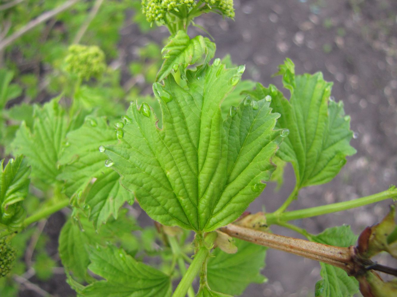 Image of Viburnum opulus f. roseum specimen.