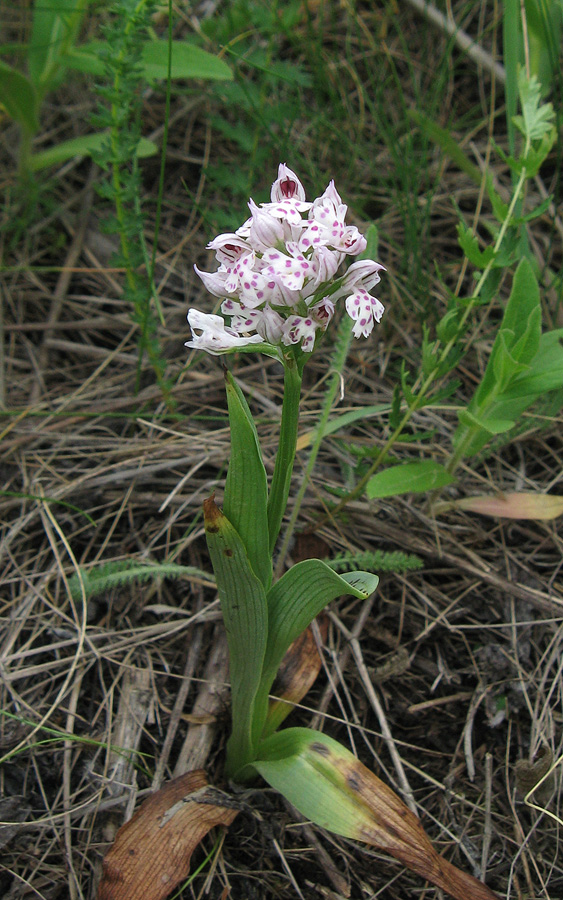 Image of Neotinea tridentata specimen.